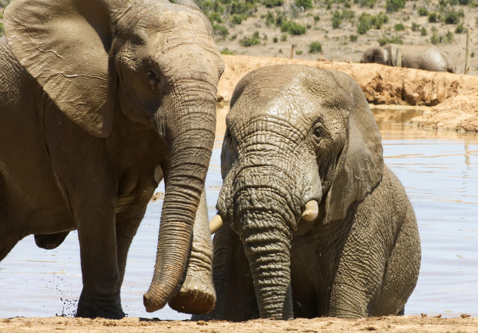 Addo Elephant Park