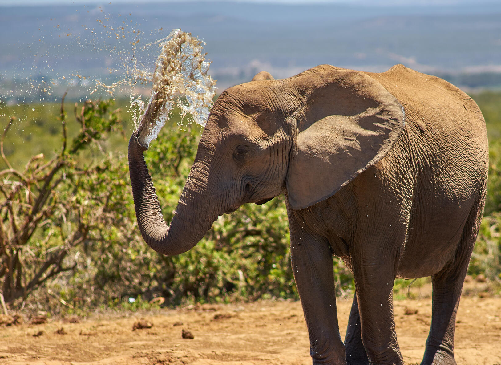 Elephant at Addo Elephant Park